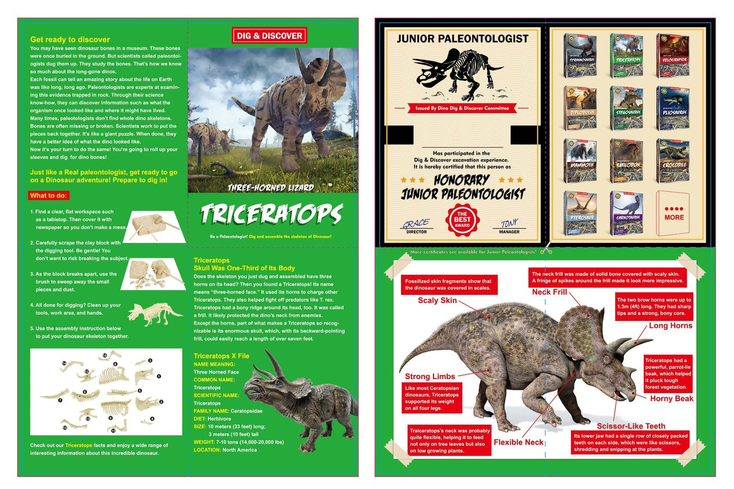 DIG & DISCOVER TRICERATOPS DIG KITS - Bamboo Sprout