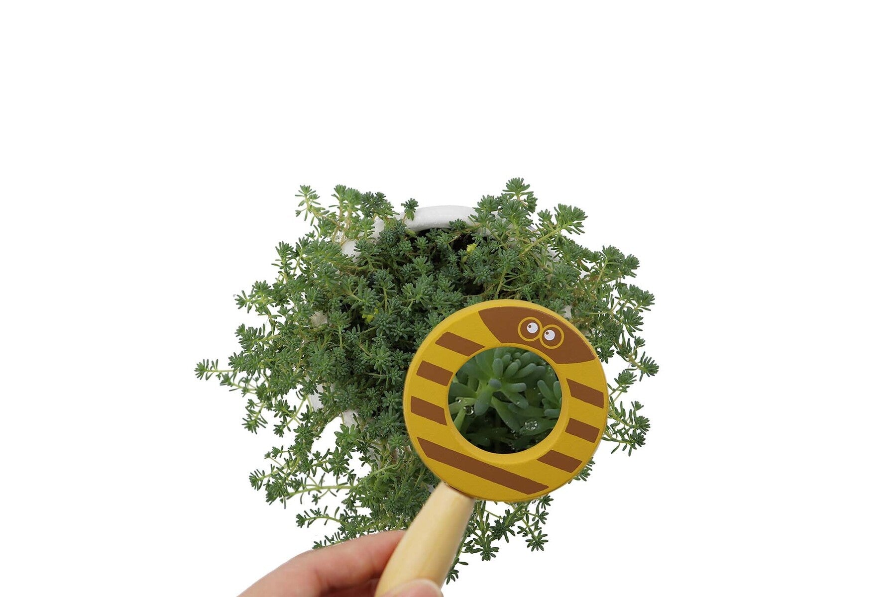 CALM & BREEZY BABY ANIMAL MAGNIFYING GLASS SET OF 4 - Bamboo Sprout