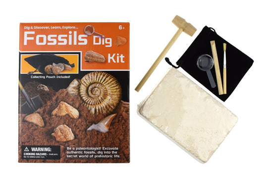 DIG & DISCOVER FOSSILS DIG KIT - Bamboo Sprout