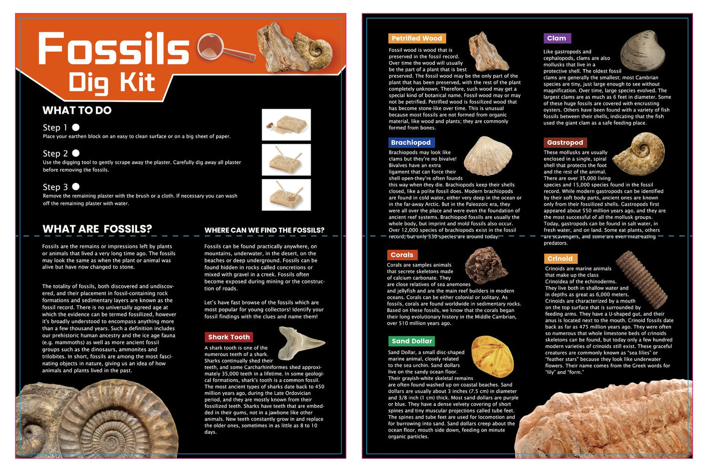 DIG & DISCOVER FOSSILS DIG KIT - Bamboo Sprout