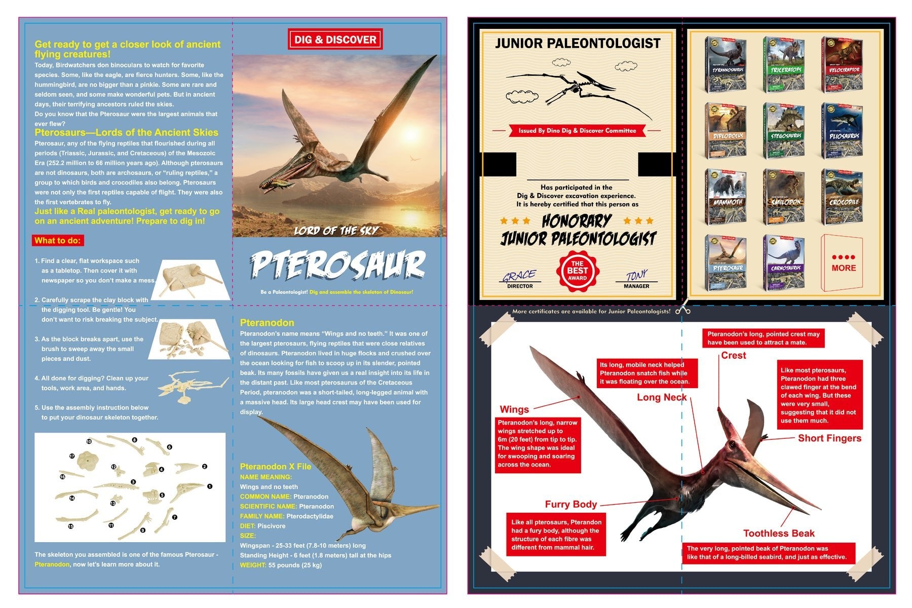 DIG & DISCOVER PTEROSAUR DIG KITS - Bamboo Sprout
