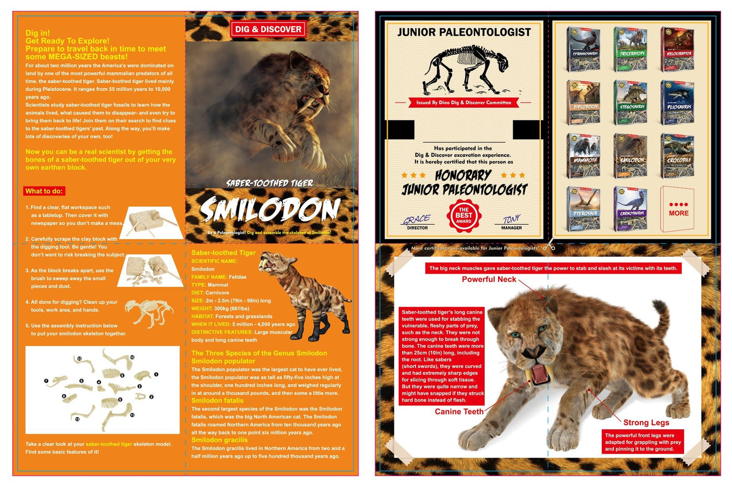DIG & DISCOVER SABER - TOOTHED TIGER DIG KITS - Bamboo Sprout
