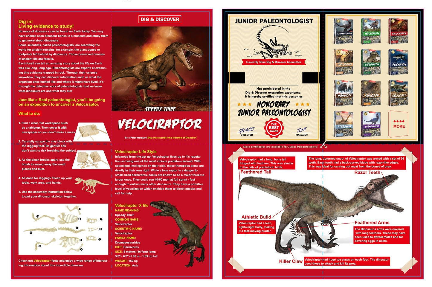 DIG & DISCOVER VELOCIRAPTOR DIG KITS - Bamboo Sprout