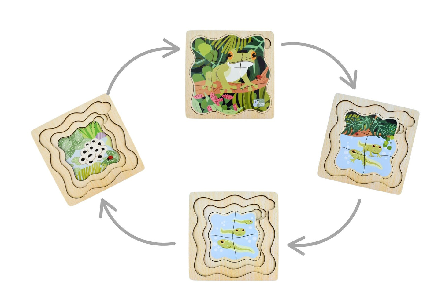 BUSH BUDDIES GREEN TREE FROG LIFE CYCLE LAYER PUZZLE - Bamboo Sprout