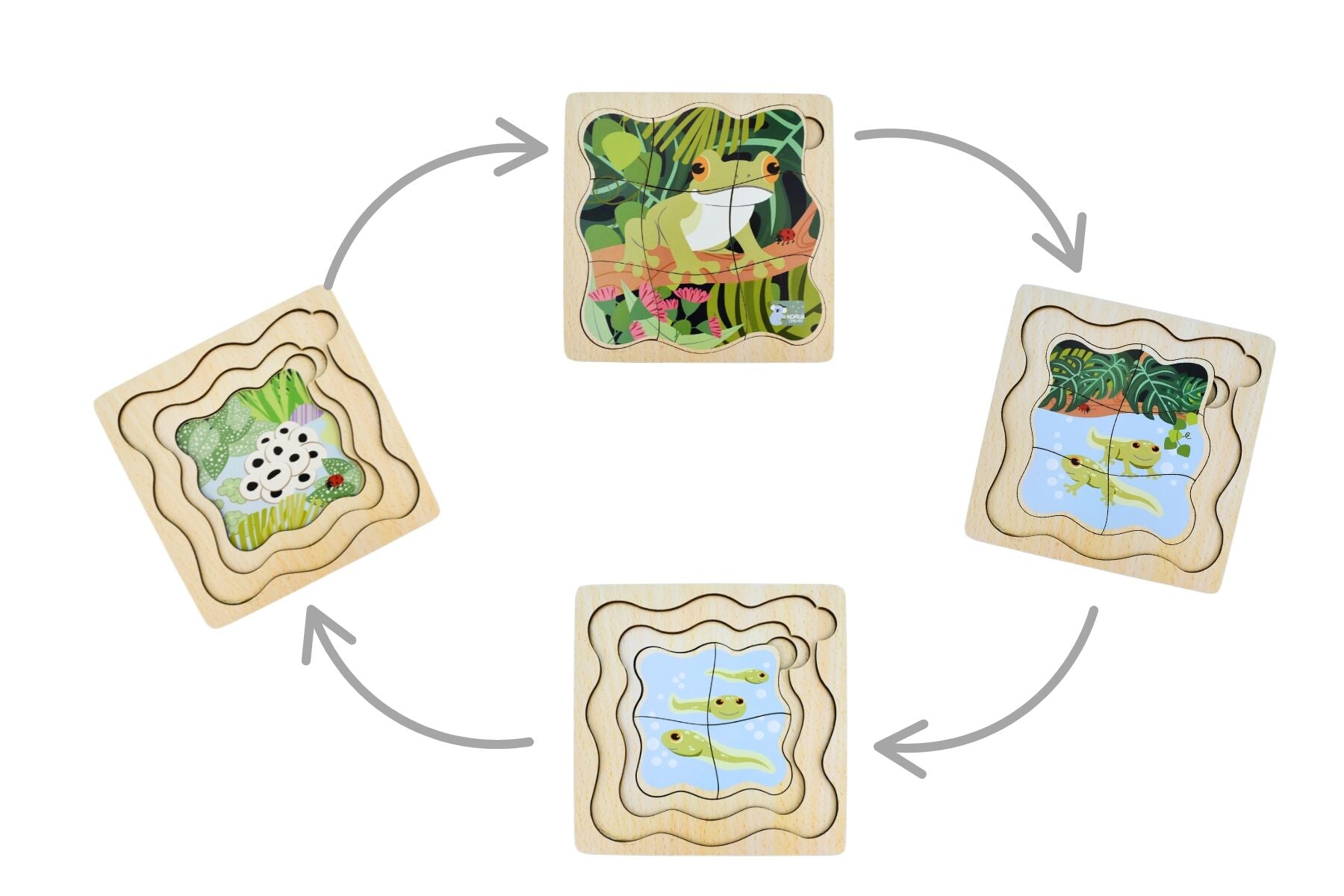 BUSH BUDDIES GREEN TREE FROG LIFE CYCLE LAYER PUZZLE - Bamboo Sprout