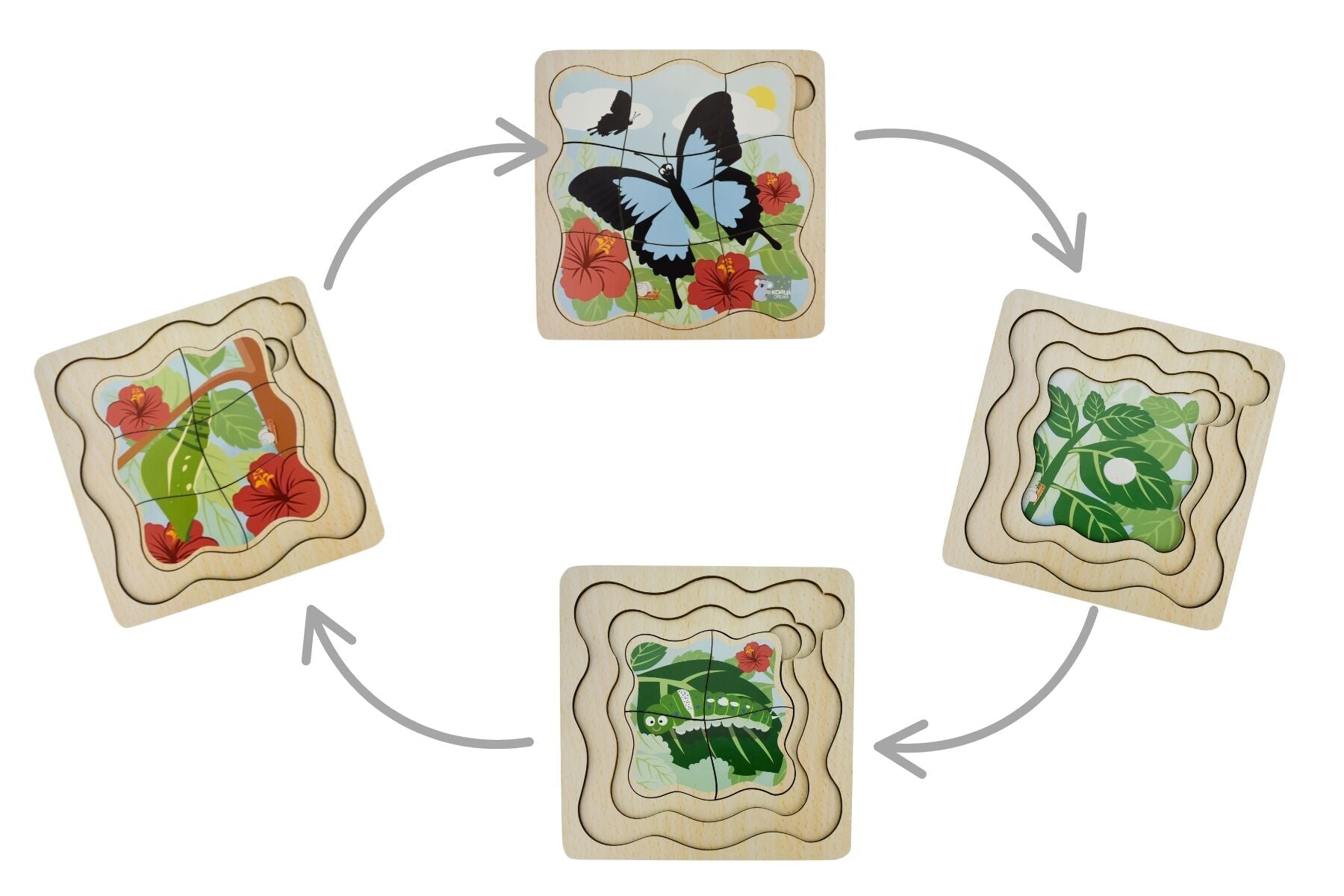 BUSH BUDDIES ULYSSES BUTTERFLY LIFE CYCLE LAYER PUZZLE - Bamboo Sprout