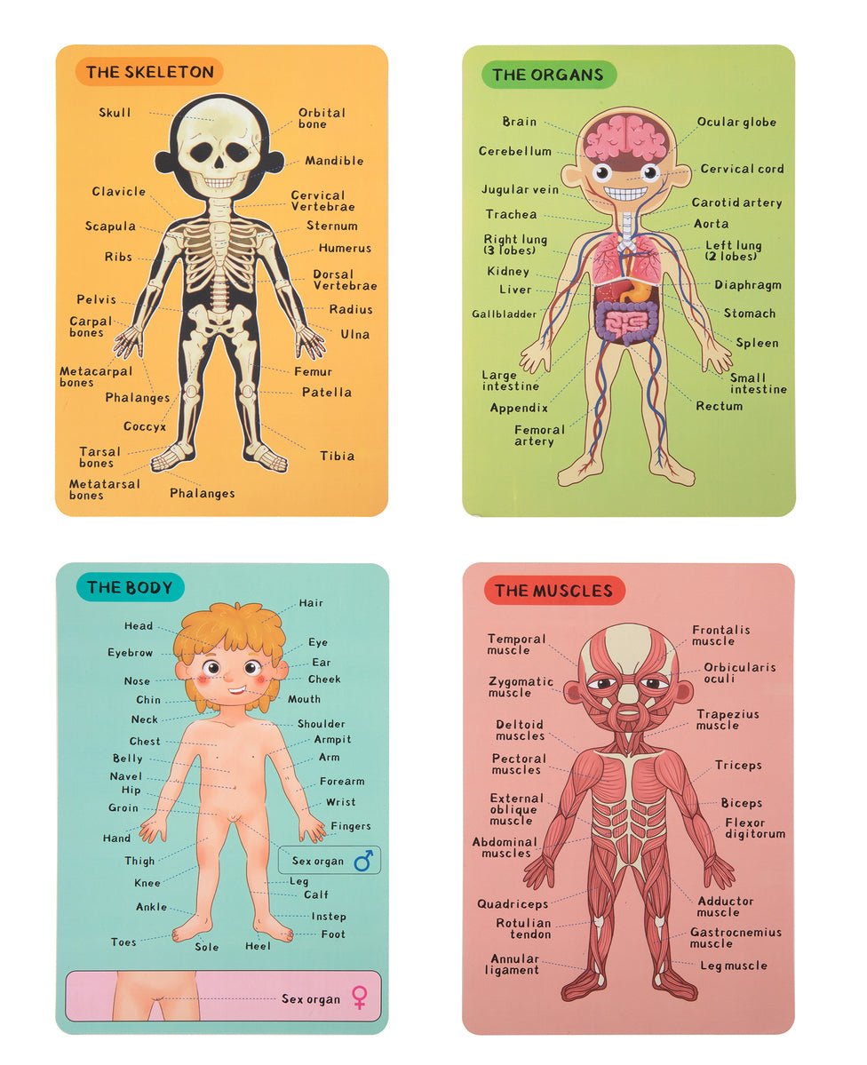 MAGNETIC BODY CHART - Bamboo Sprout